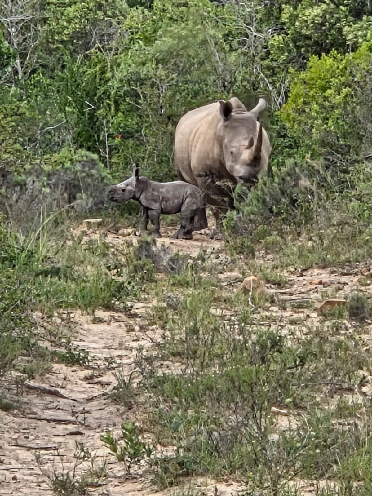 One-week-old white rhino calf with mother