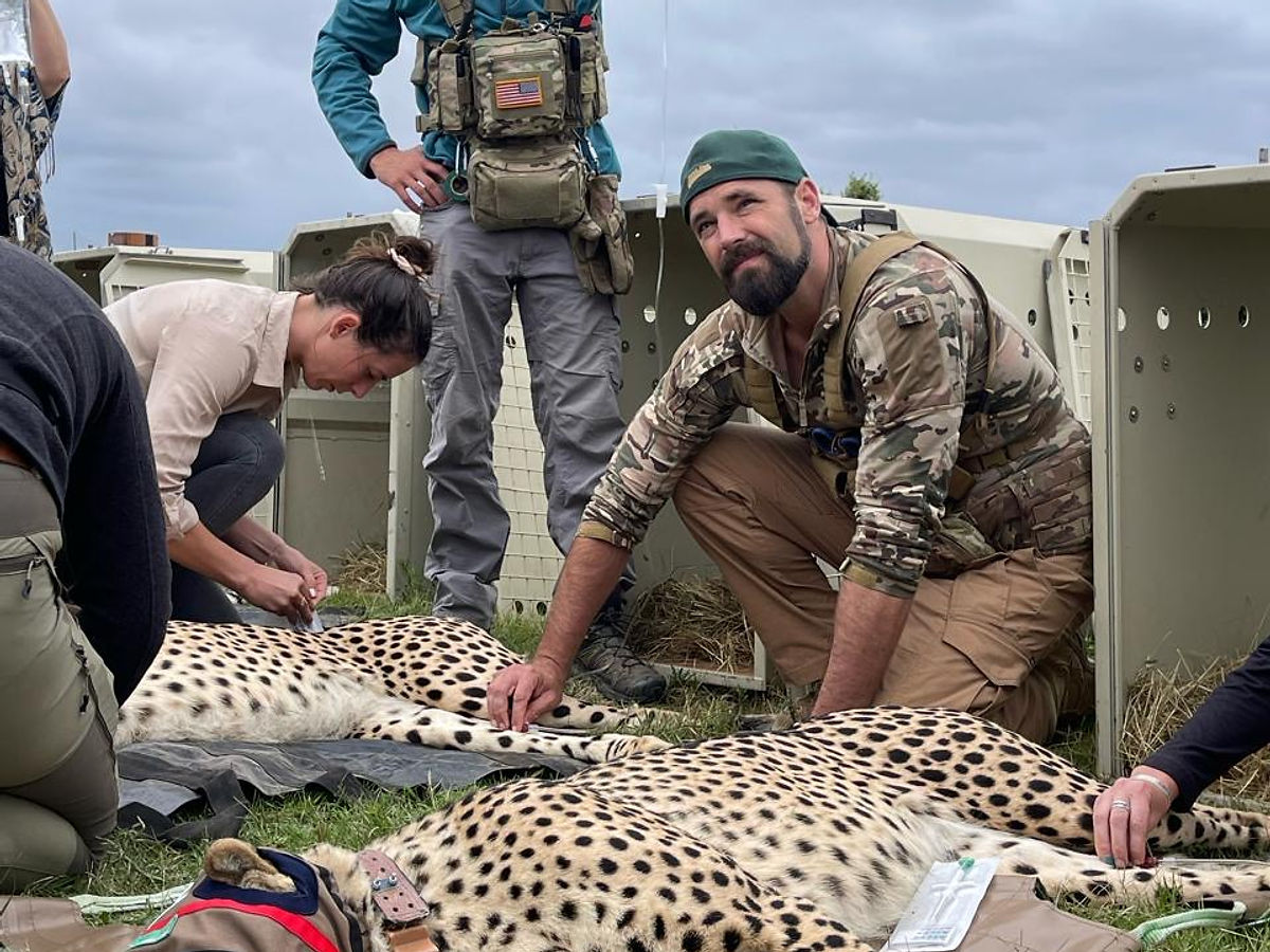 Cheetah on the reserve