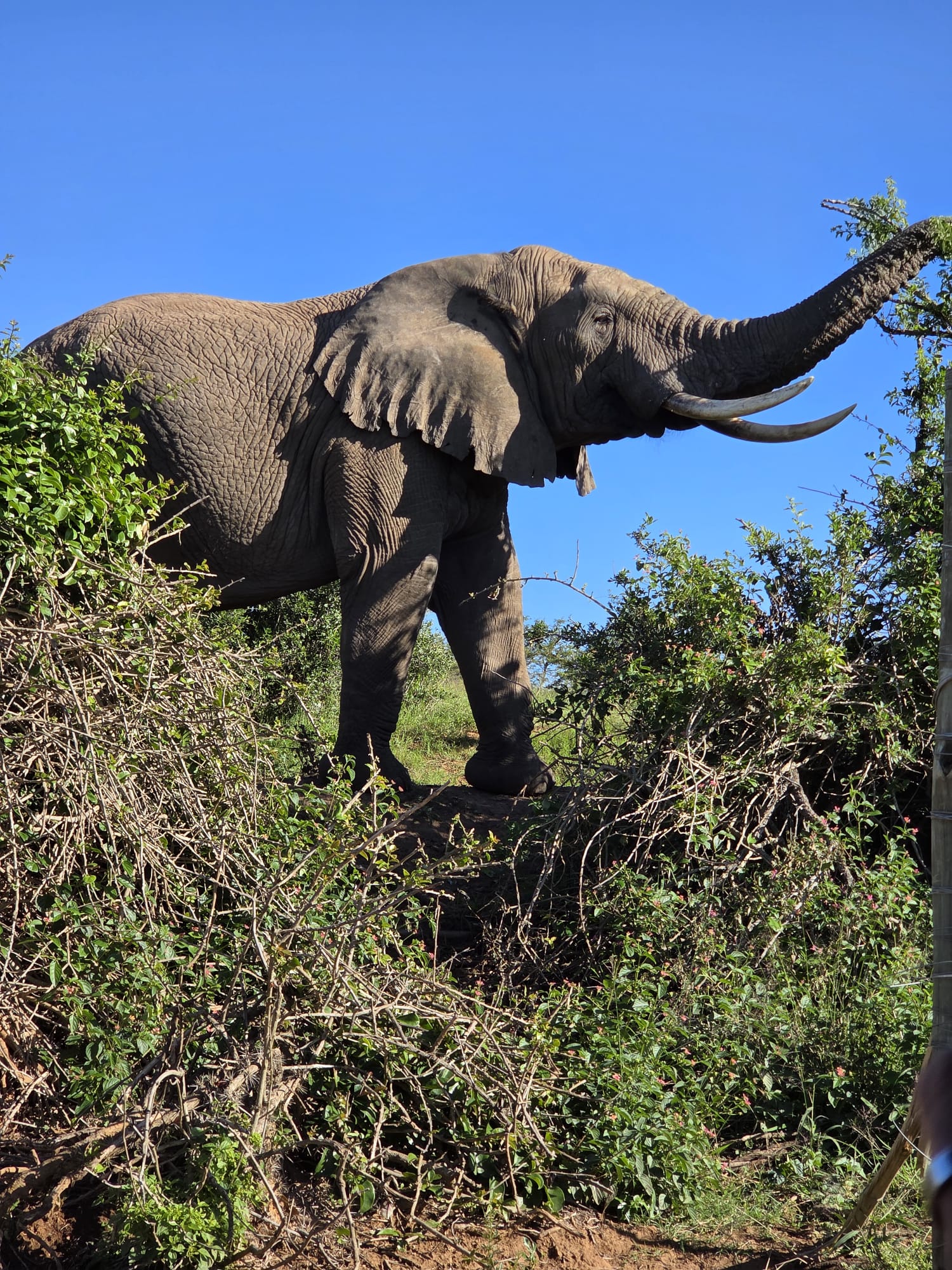 A bull elephant on the reserve