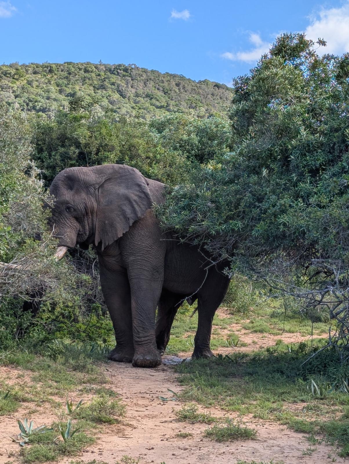 Elephant in dense bush
