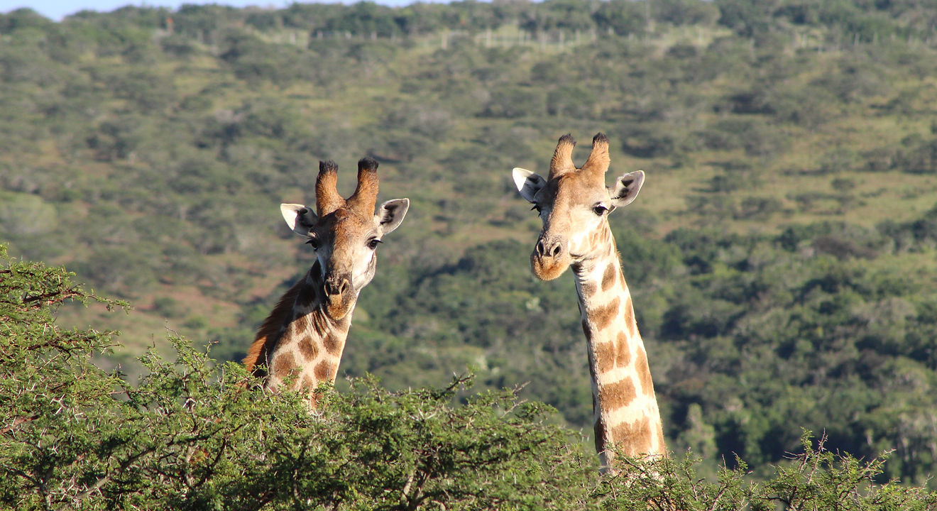 Giraffe in the bushveld