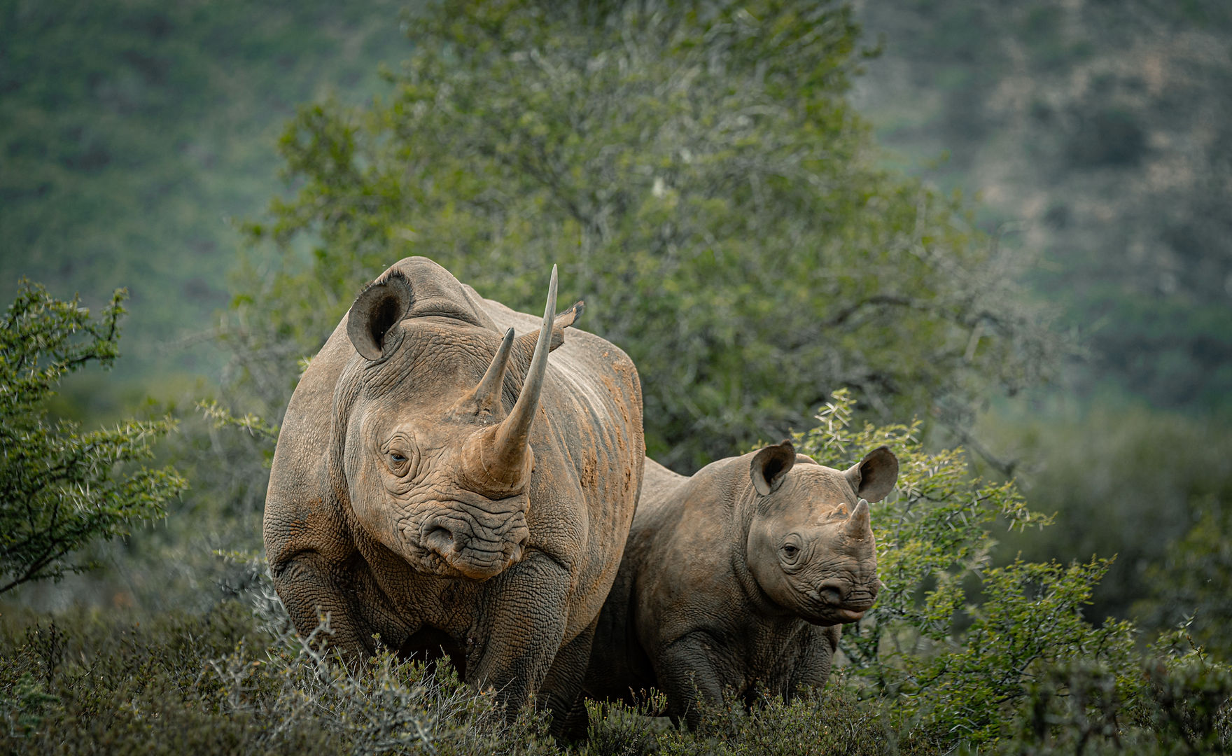 Veteran rangers on patrol at dawn