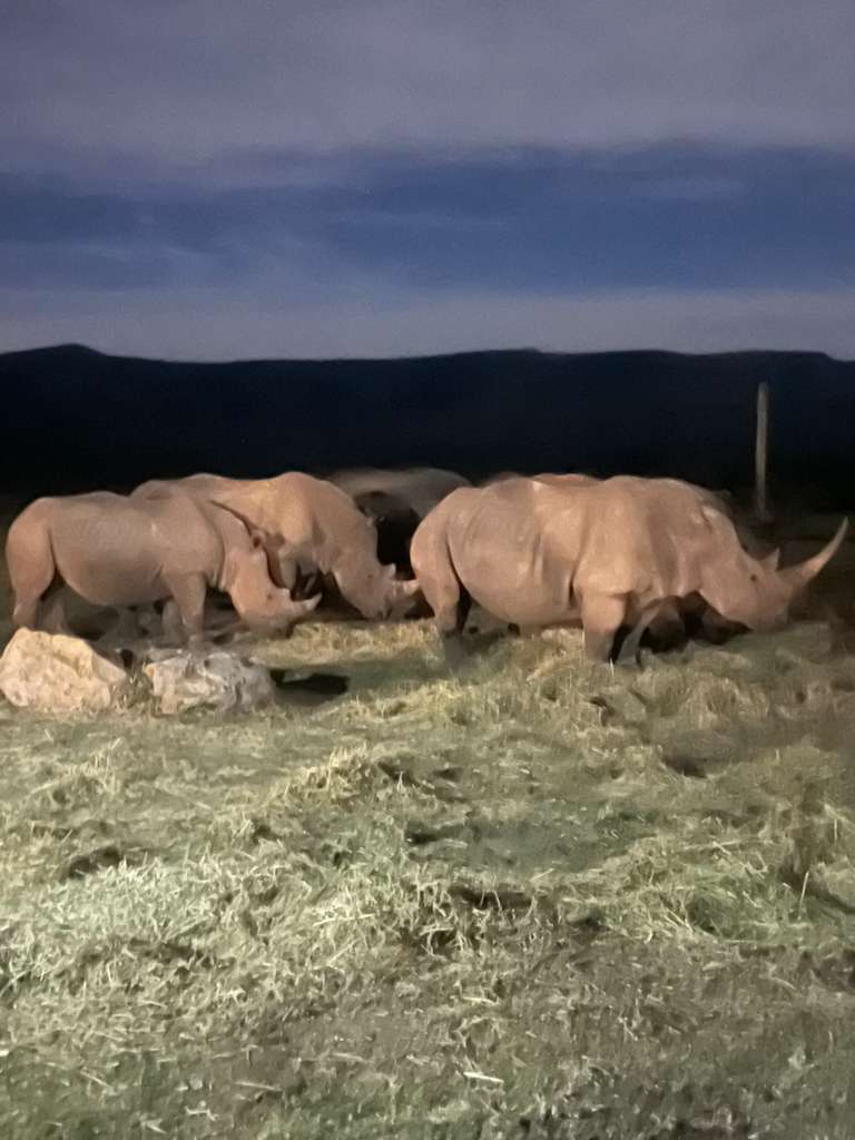 A crash of rhinos grazing together