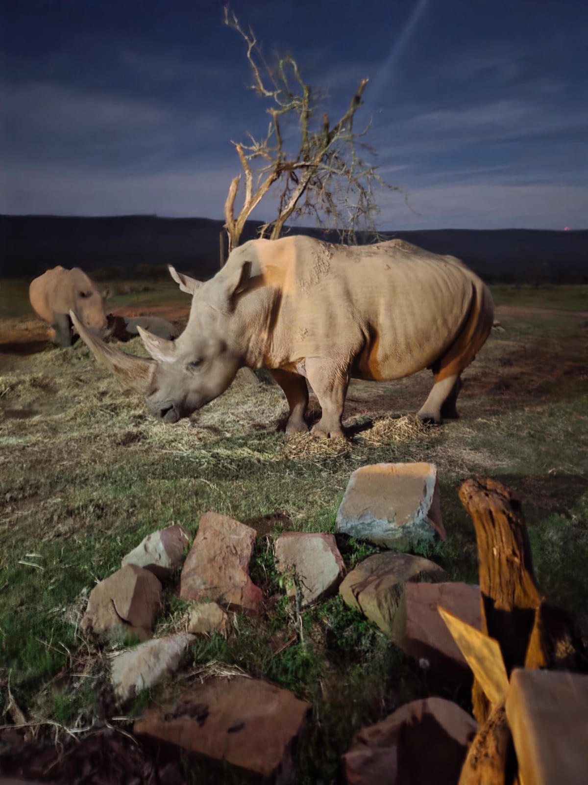 Rhino silhouette at dusk