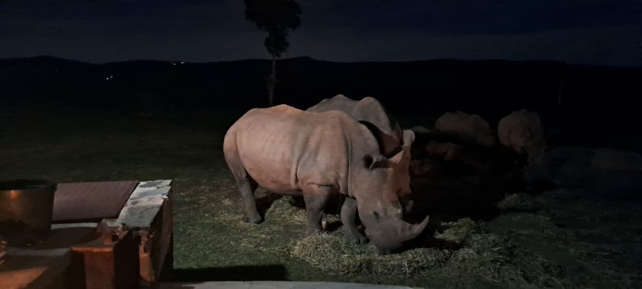 Rhino feeding at dusk under ranger watch