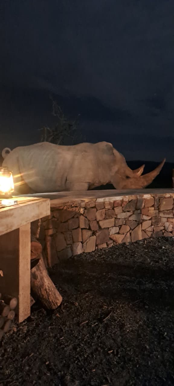 Ranger checking on a rhino at night by lantern light
