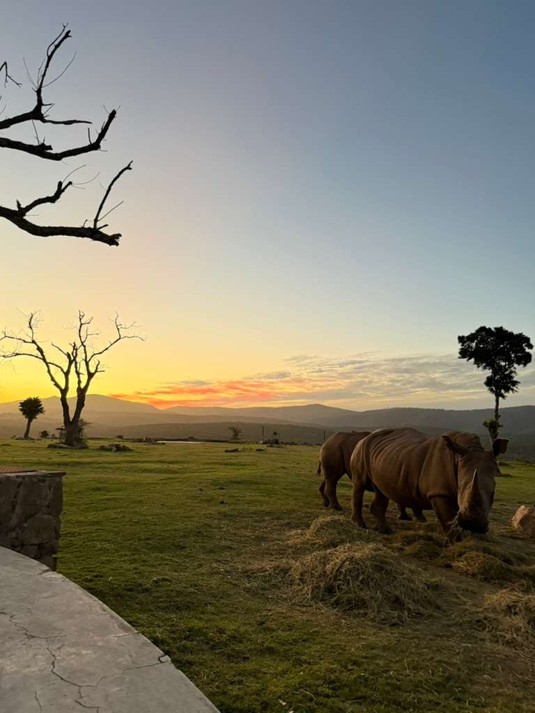Two rhinos walking into a Cape sunset