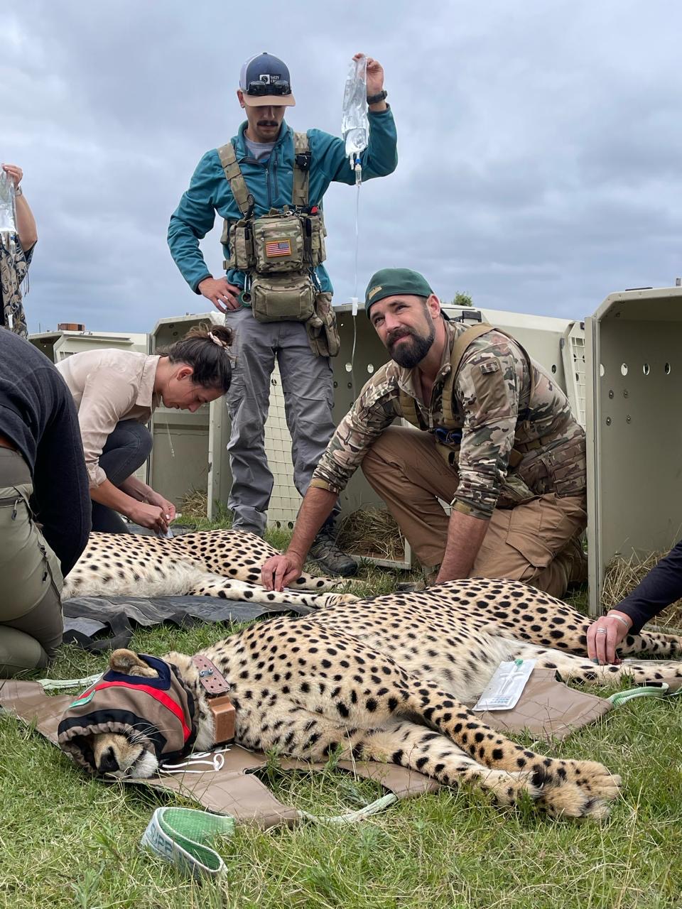 Wildlife Recovery