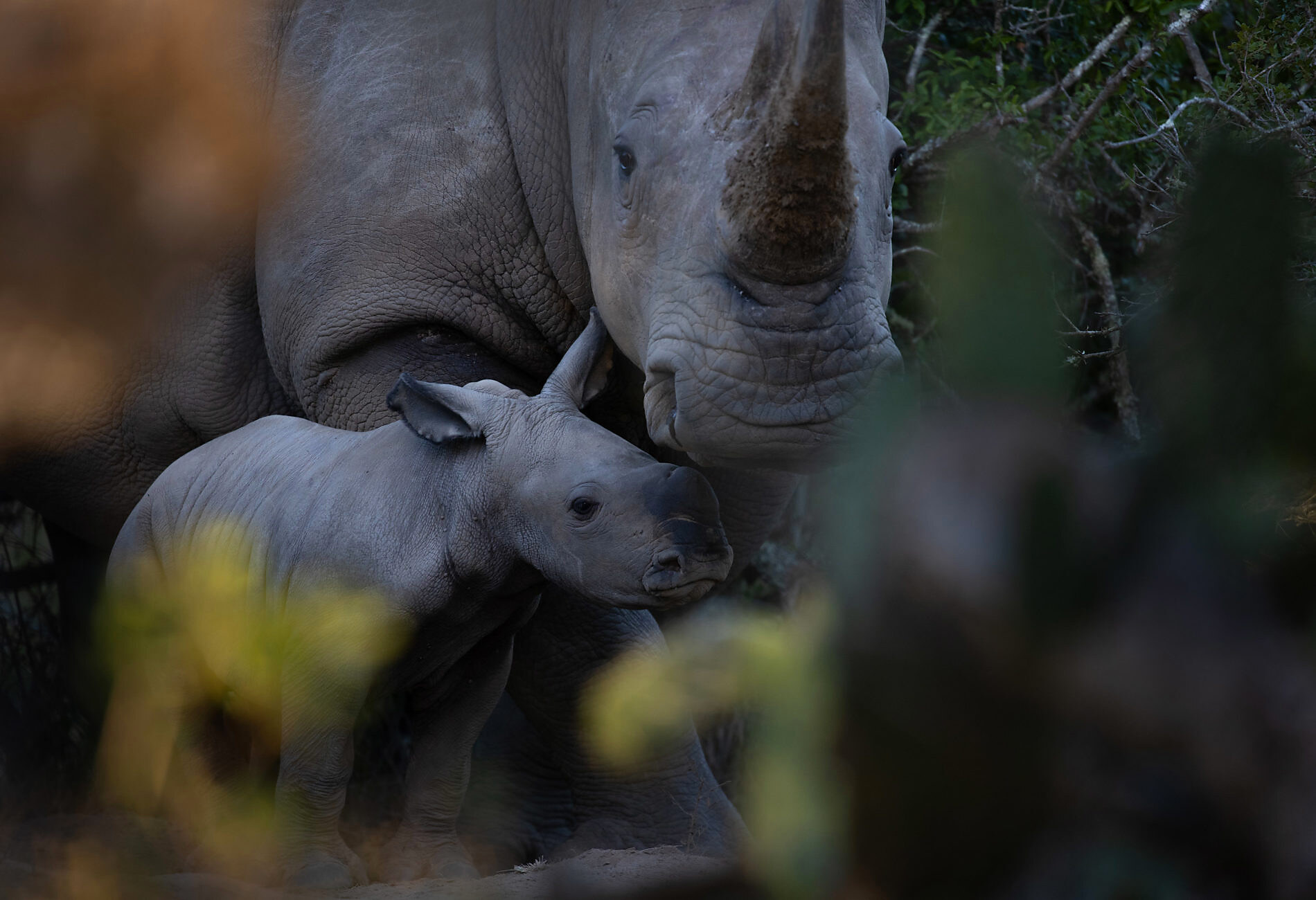Anti-Poaching