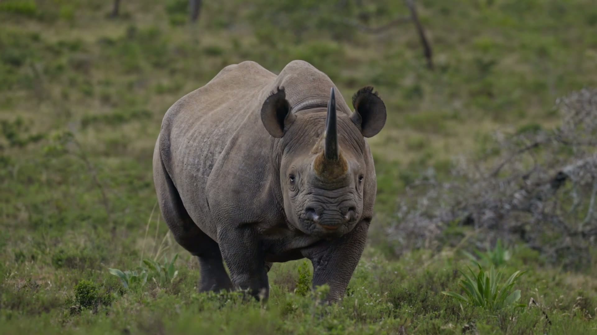 Black rhino at Buffalo Kloof