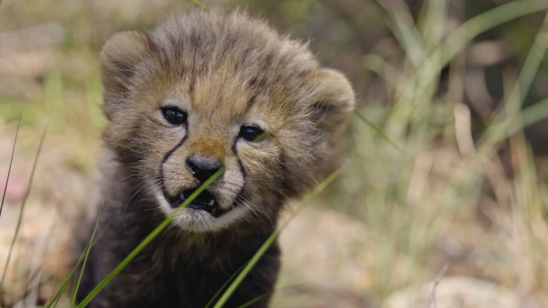 Rewilded cheetah at Buffalo Kloof
