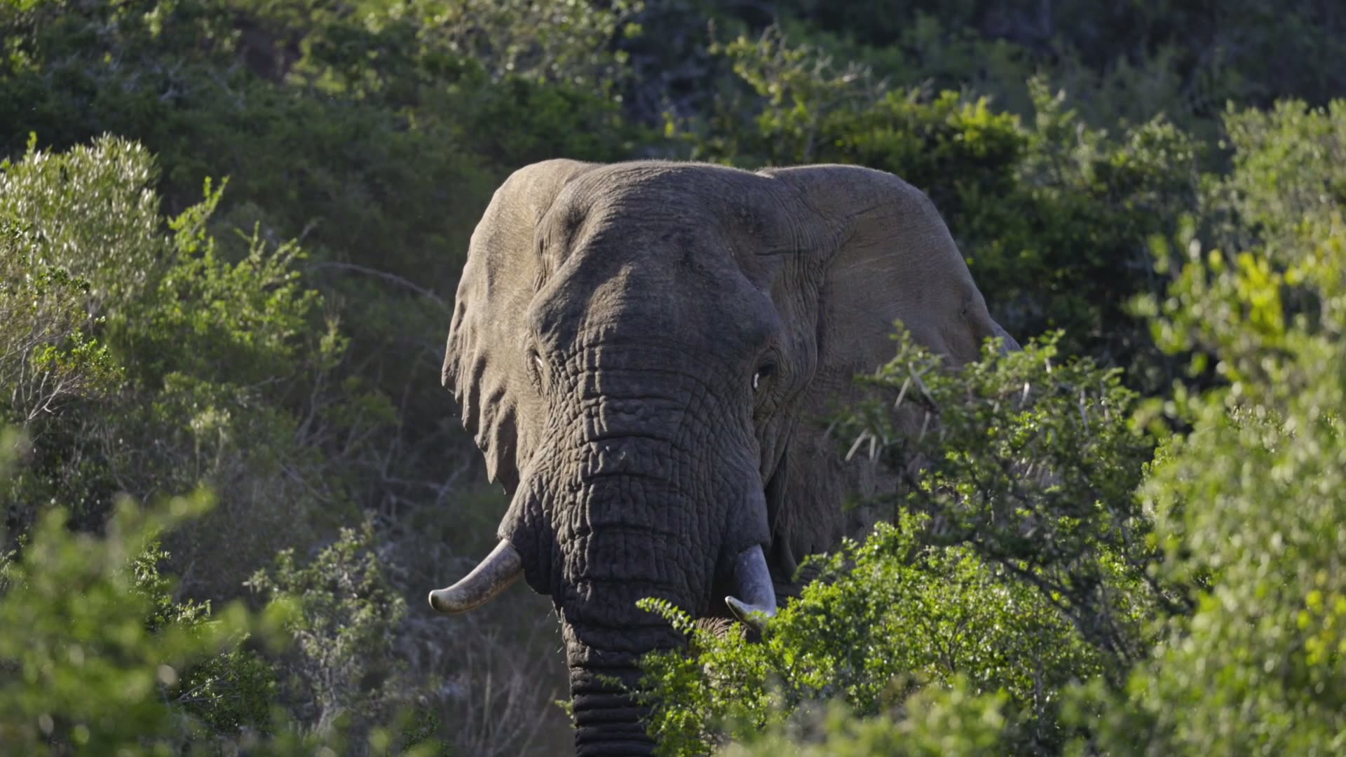 Elephant in the Kowie thicket at Buffalo Kloof