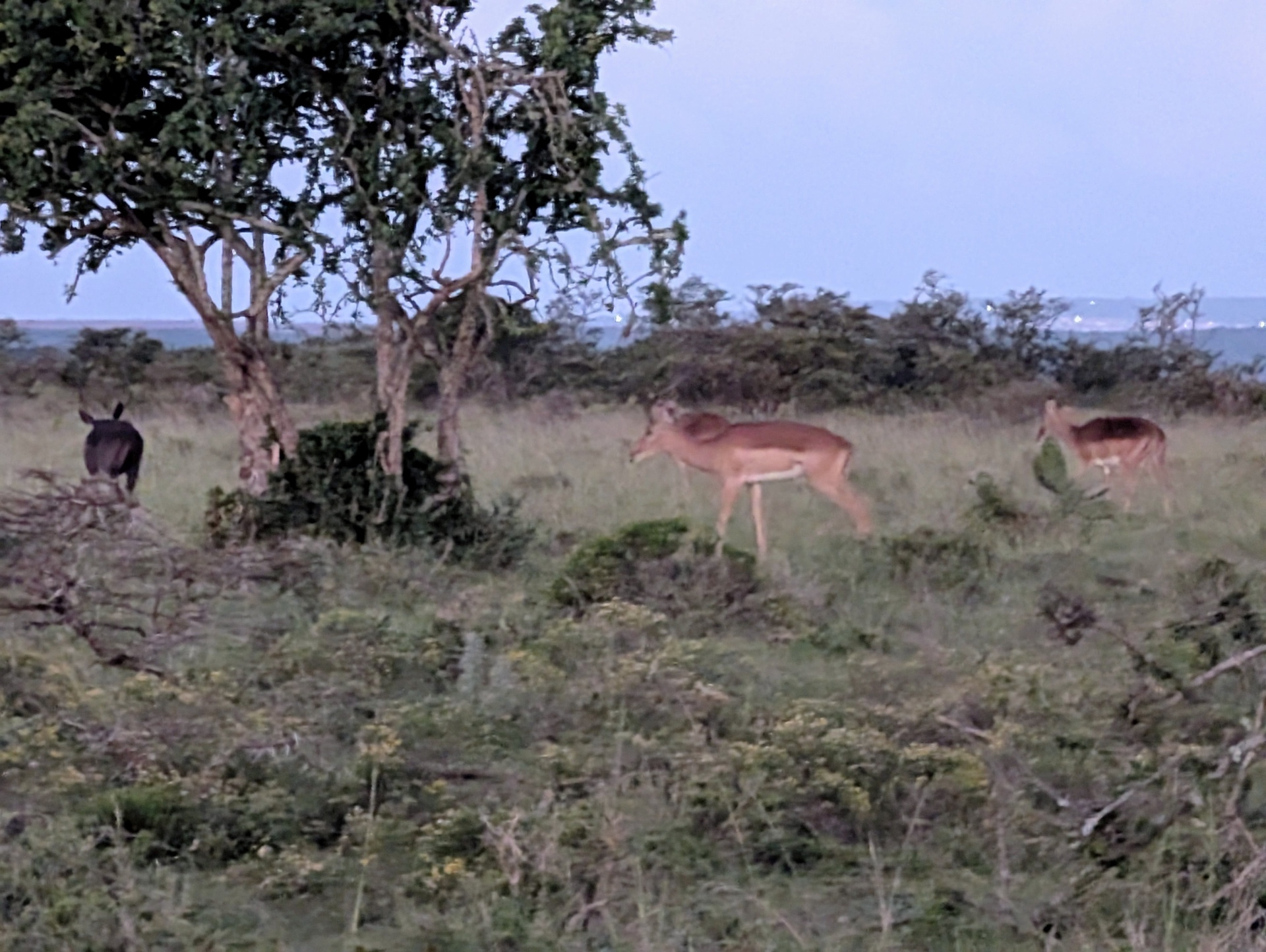 Impala and wildebeest at dusk