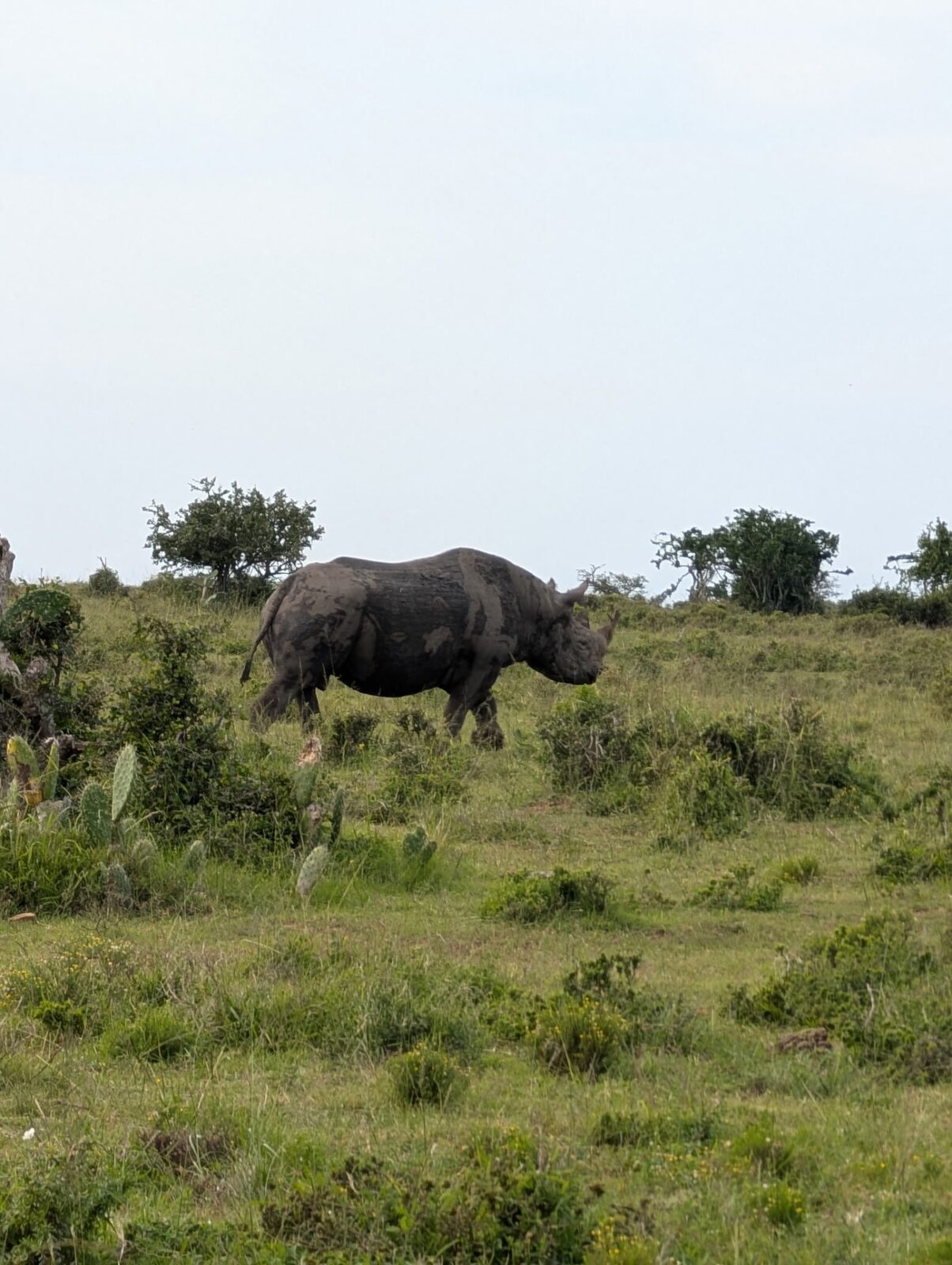 Black rhino in the bushveld
