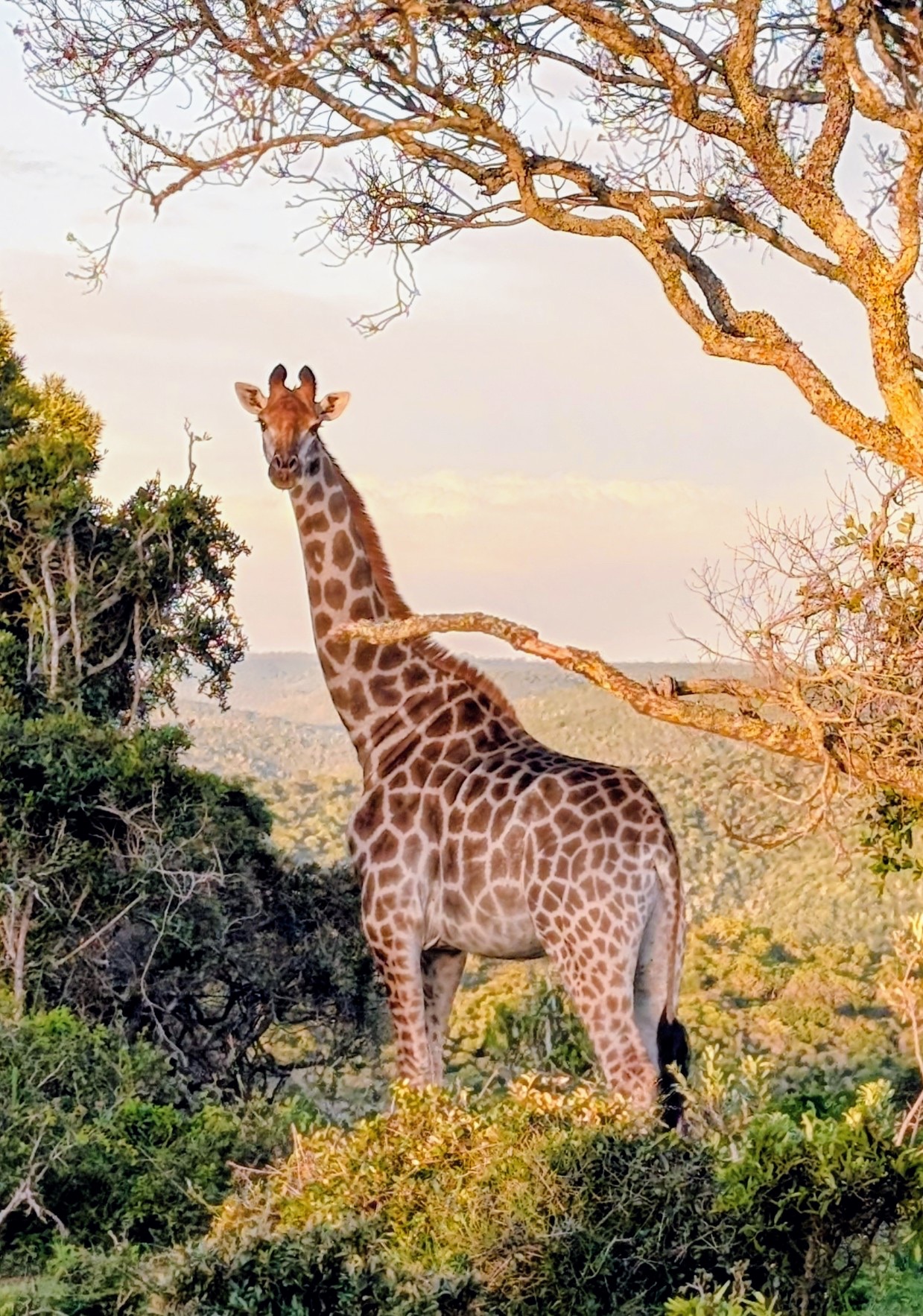 Giraffe at golden hour on the reserve