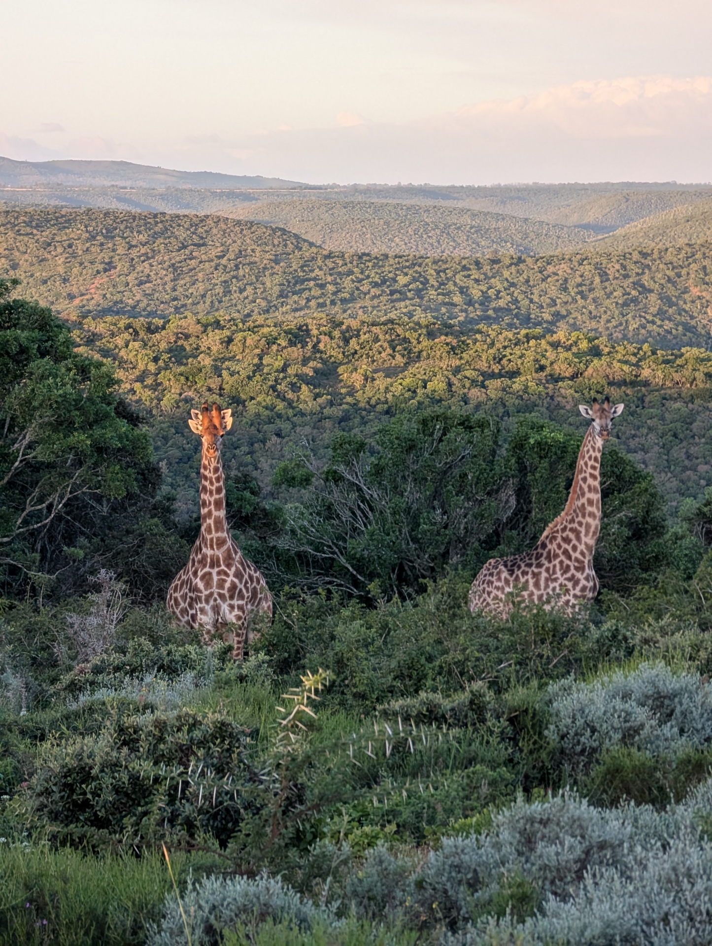 Two giraffes overlooking the valley thicket