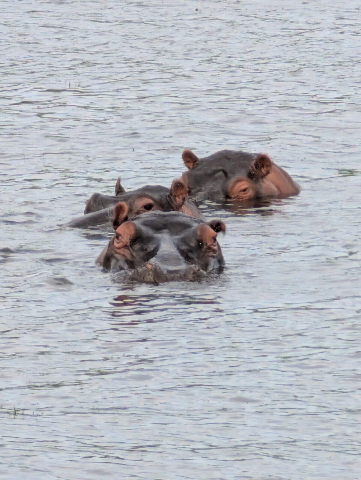 Hippo pod close-up