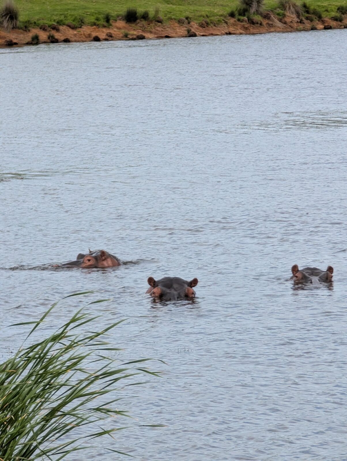 Hippos in the river