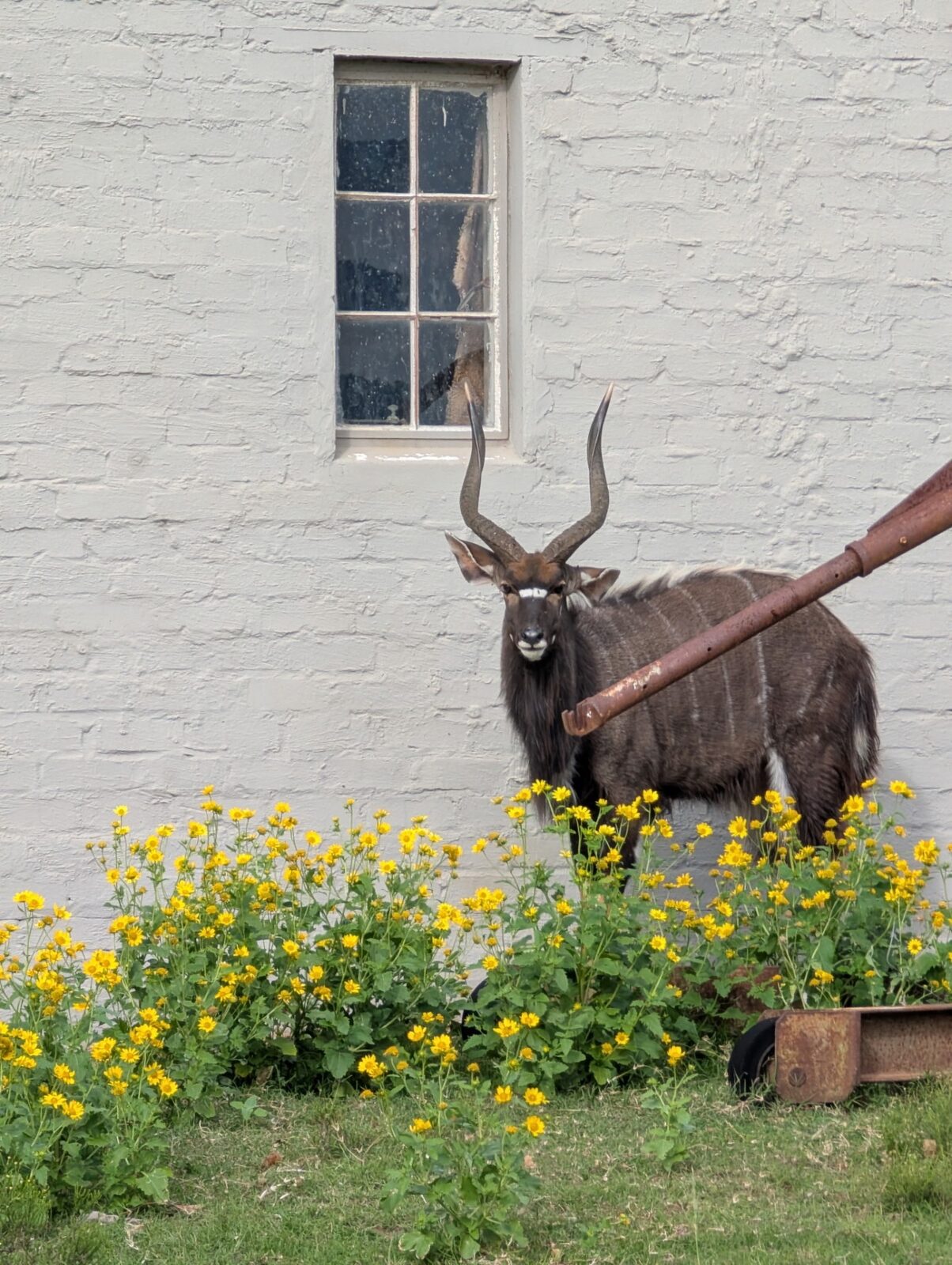 Nyala bull beside the farmhouse
