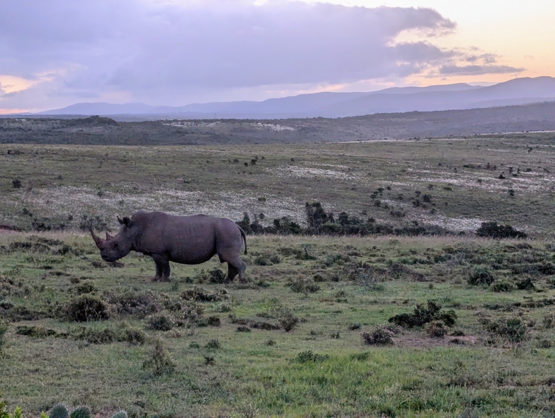 White rhino at dusk on the reserve