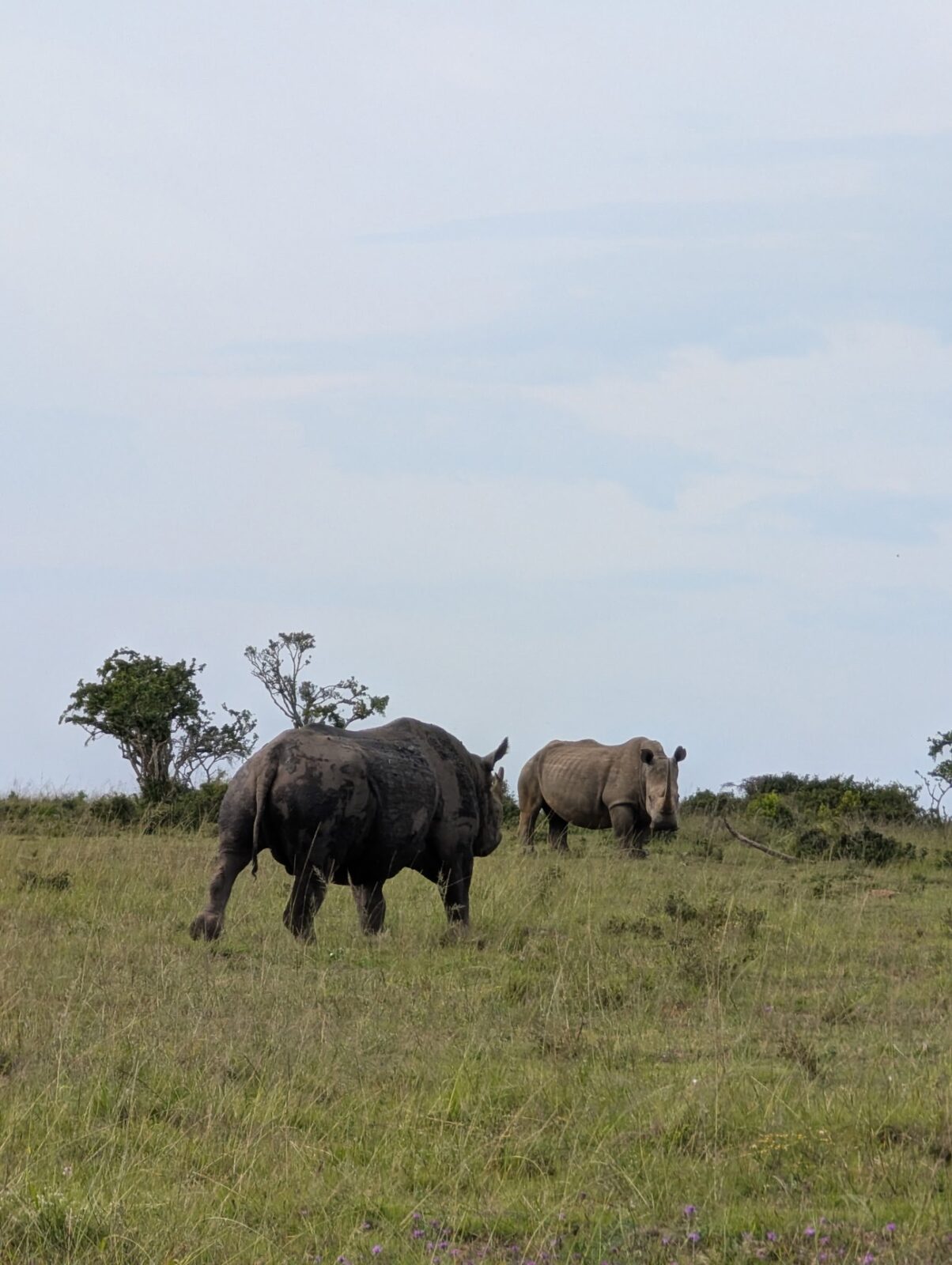 Two white rhinos grazing on the reserve