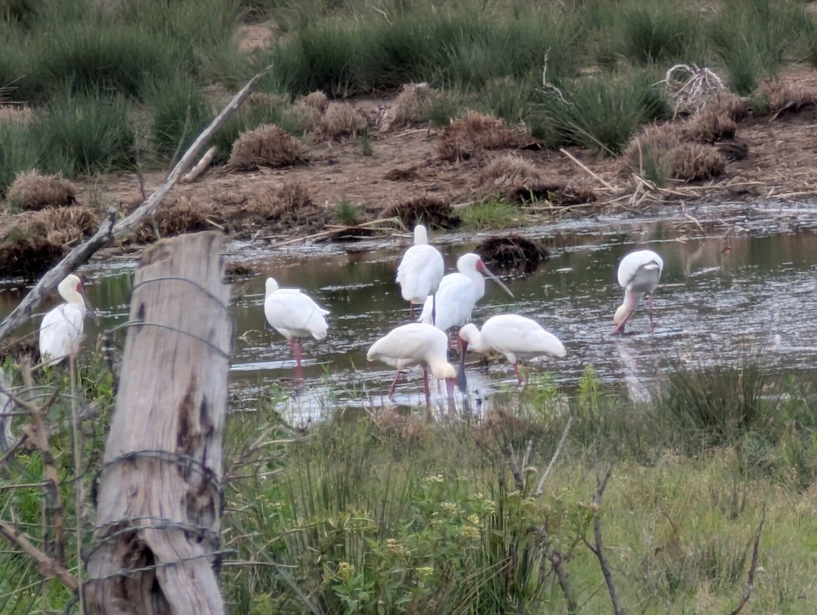 African spoonbills wading