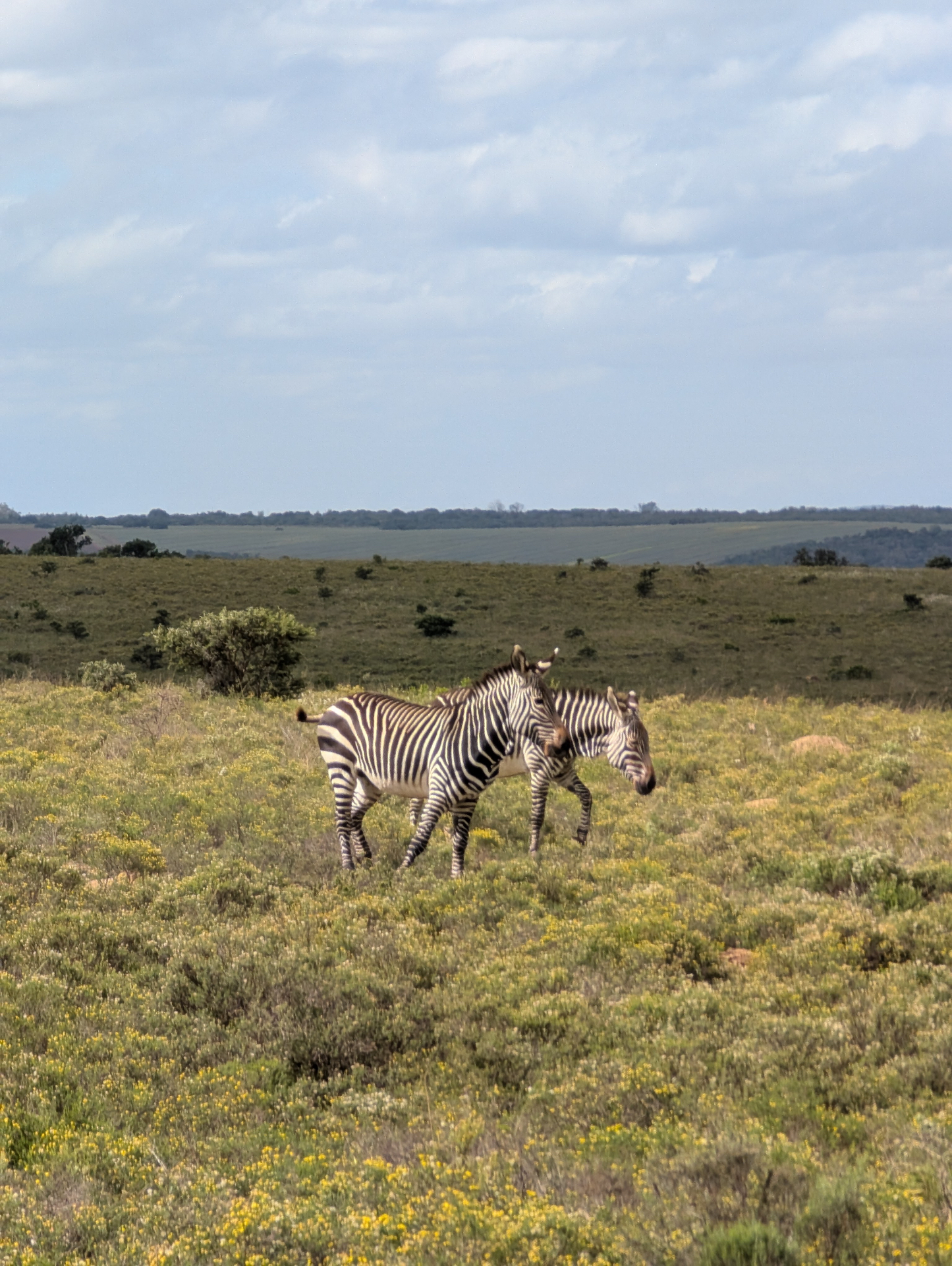 Cape mountain zebras in the grasslands